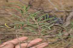 Lepidagathis cristata